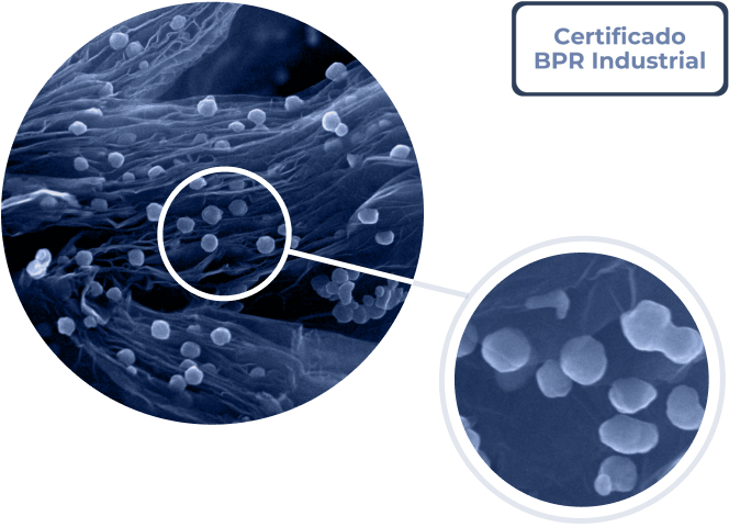 Silvercone BPR Certified | Nanomate